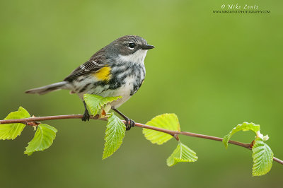 Yellow-rumped warbler on emergent greens