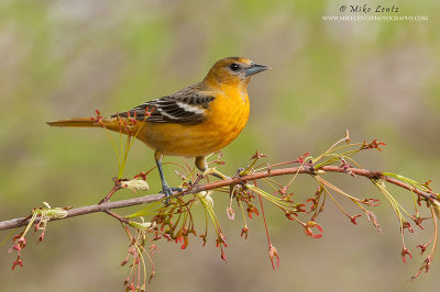 Baltimore Oriole spring scene