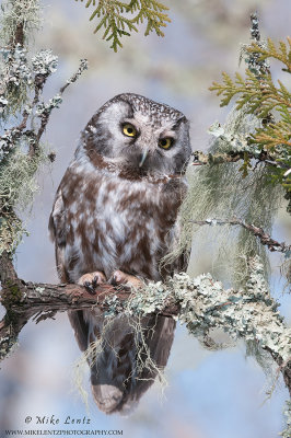 Boreal Owl in deep woods