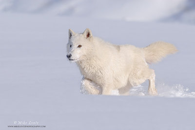 Arctic Wolves & Arctic Fox
