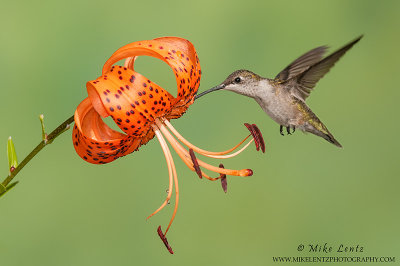 Ruby-throated Hummingbird on Orange asiatic lilly