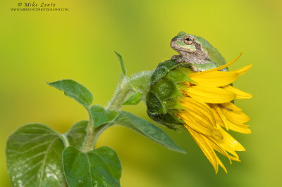 Tree Frog horizontal on sunflower