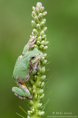 Tree frog on green buds 