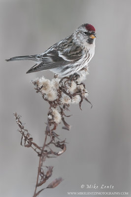 Common Redpoll 