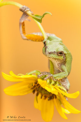 Tree frog tight on bent yellow flower