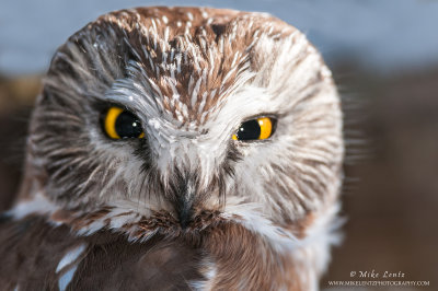 Saw whet owl head shot