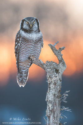 Northern Hawk Owl at sunset