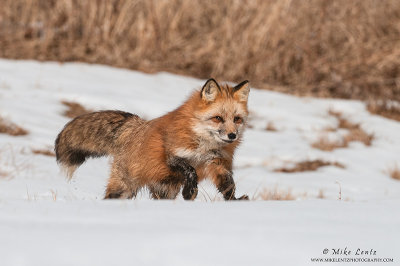 Red fox bounds across snowy field