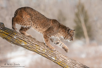 Bobcat goes down tree
