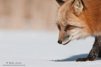 Red Fox head peek 