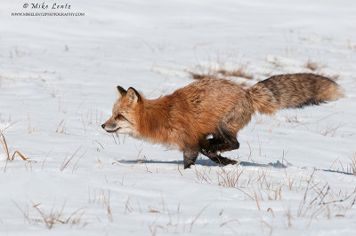 Red Fox bounds across snow and grasses