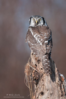 Northern Hawk Owl on wooden stump