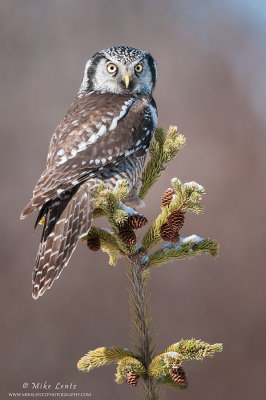 Northern Hawk Owl perched on Pine tree 