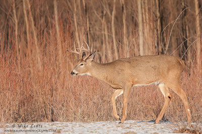 White-tailed deer strides in willows