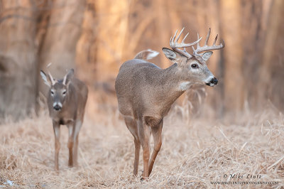 White-tailed deer combo