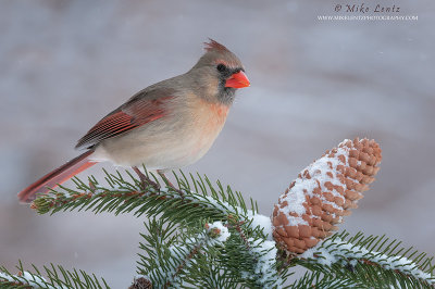 Northern Cardinal (female) on snowy pine