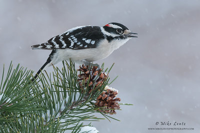 Downy Woodpecker in snowfall