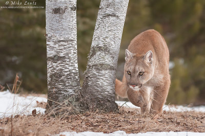 Cougar curves around birch tree