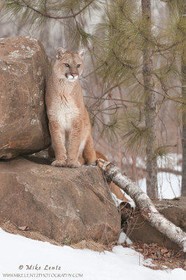 Cougar on rocks in snow