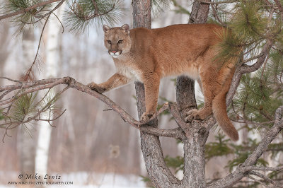Cougar up in pine tree