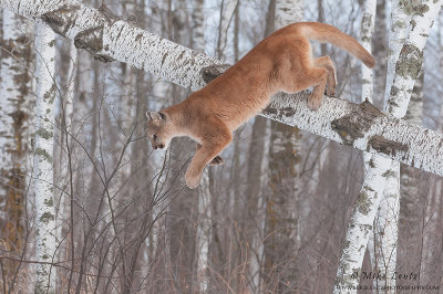 Cougar dives down off birch