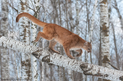 Cougar navigates downed birch