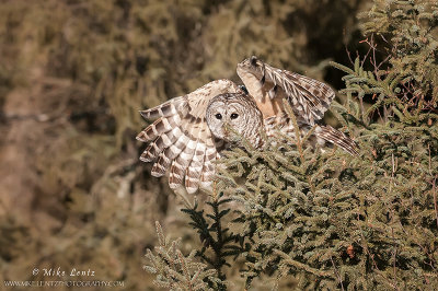 Barred Owl wings up leaving pines