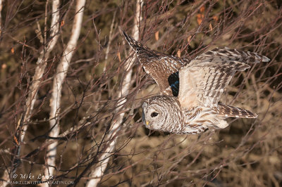 Barred owl flies down the tree line
