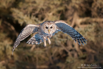 Barred Owl flight from the darkness