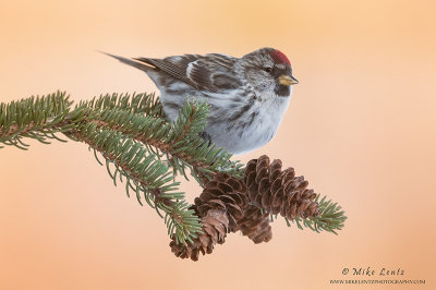 Common Redpoll hanging on pines