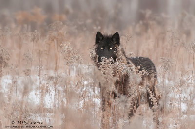 Gray Wolf stares from behind grasses