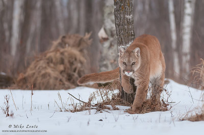 Cougar creeps around tree