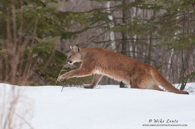 Cougar on the move