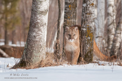 Cougar between three birch trees