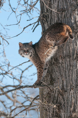 Bobcat up in tangled tree