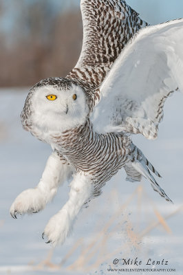 Snowy Owl Tight Burst