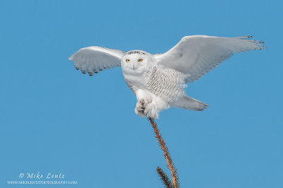 Snowy Owl wings wide on pine top