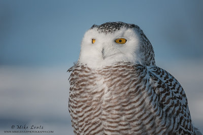 Snowy Owl portrait