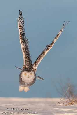 Snowy Owl verticle massive burst