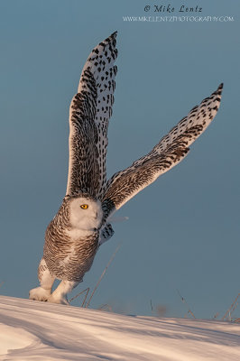 Snowy owl verticle jump off side of hill