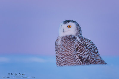 Snowy owl at sunset 