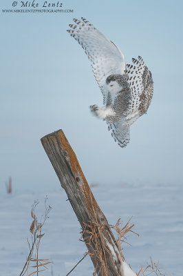 Snowy owl landing on wooden post