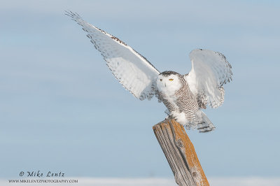 Snowy owl landing position