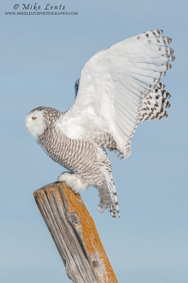 Snowy owl verticle landing pose