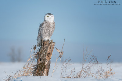 Snowy owl in scenic landscape