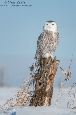 Snowy owl alert on perch