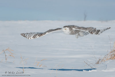 Snowy owl streamlined over snowscapes