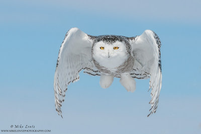 Snowy Owl ultimate fly by