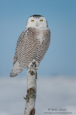 Snowy Owl on Birch
