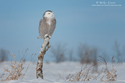 Snowy Owl on birch in landscape